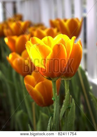 Tulips