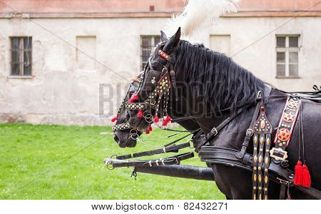 Horses Of Wedding Carriage
