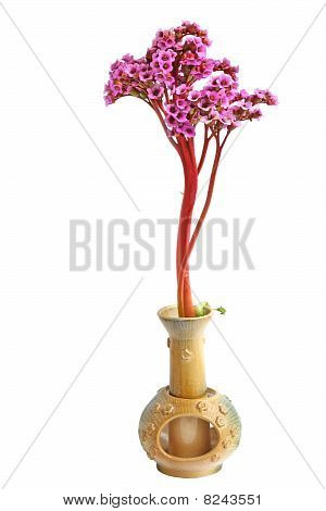 BERGENIA Crassifolia schöne purpurrote Blume