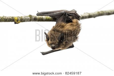 Old common bent-wing bat perched on a branch