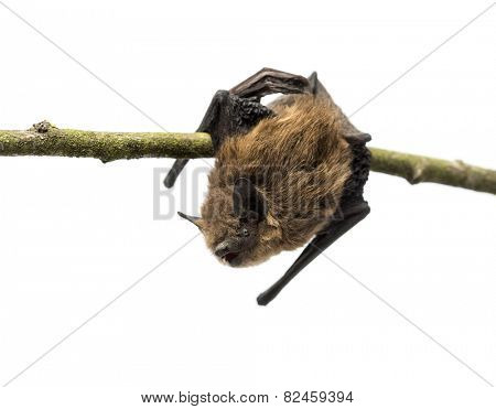 Old common bent-wing bat perched on a branch