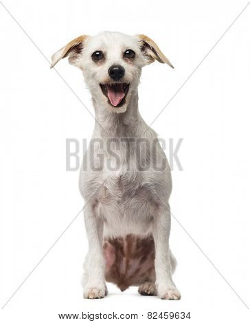 Crossbreed dog (18 months old)