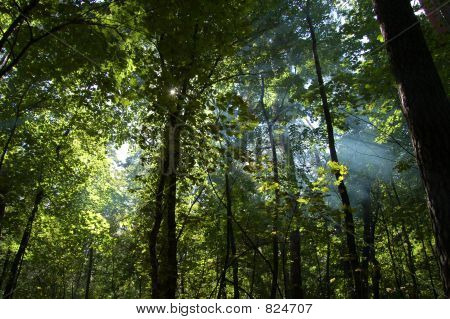 Forêt