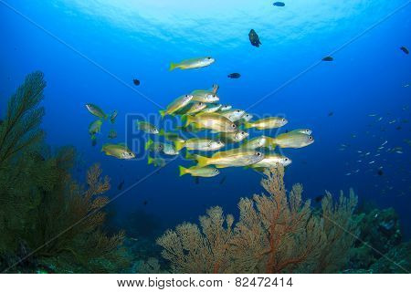 School yellow snappers fish and coral reef underwater