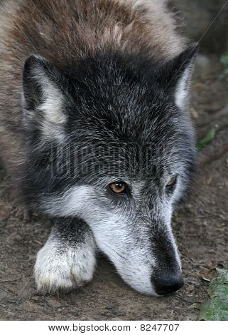 Wolf