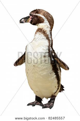 Penguins