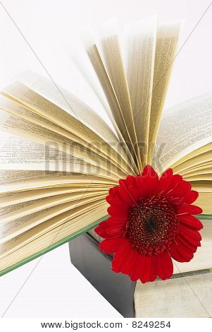 Pile Of Books With A Red Flower.