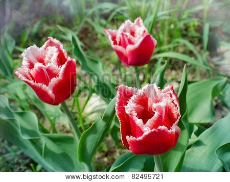 fringed tulip