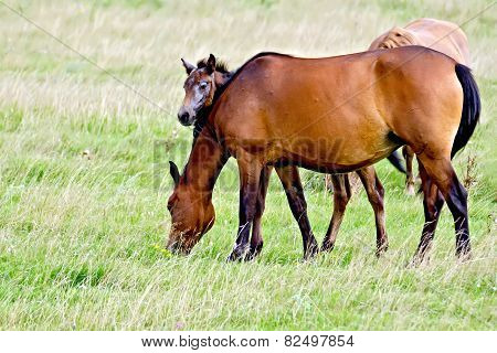 Horse sorrel with foal