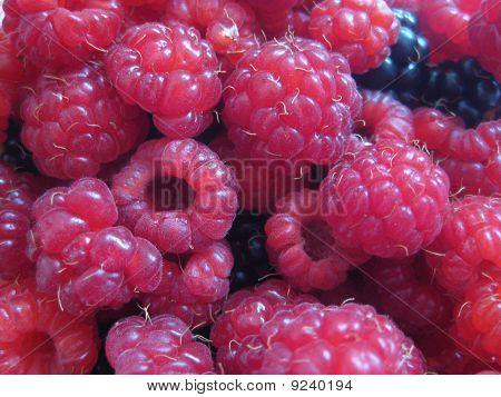Fresh-Picked Raspberries