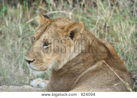 Lion_Masai