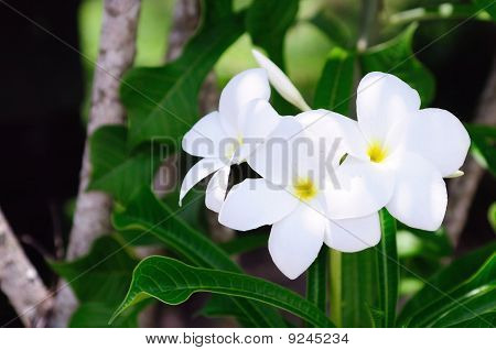 บ้าน Plumeria