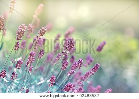 Beautiful lavender flower