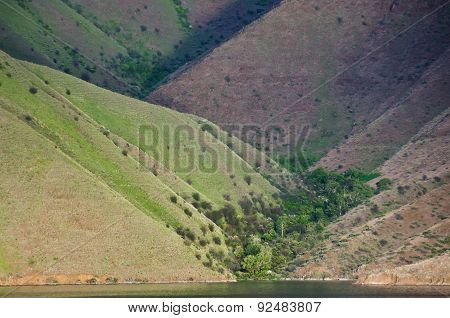 Forest Of Trees Nestled In The Slopes Of Hells Canyon