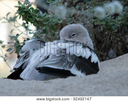 Shorebird