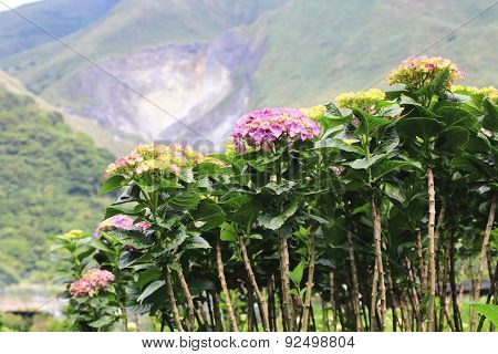 Hydrangea,Laurustinus