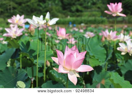 Lotus flowers and buds