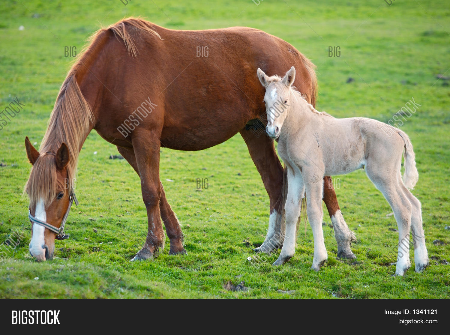 Imagen y foto Caballo Con Su Hijo (prueba gratis) Bigstock