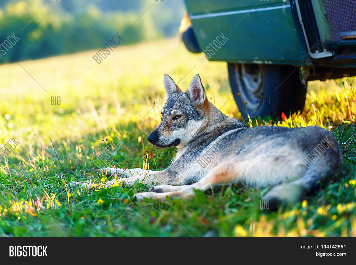 Domesticated Wolf Dog Image & Photo (Free Trial) | Bigstock