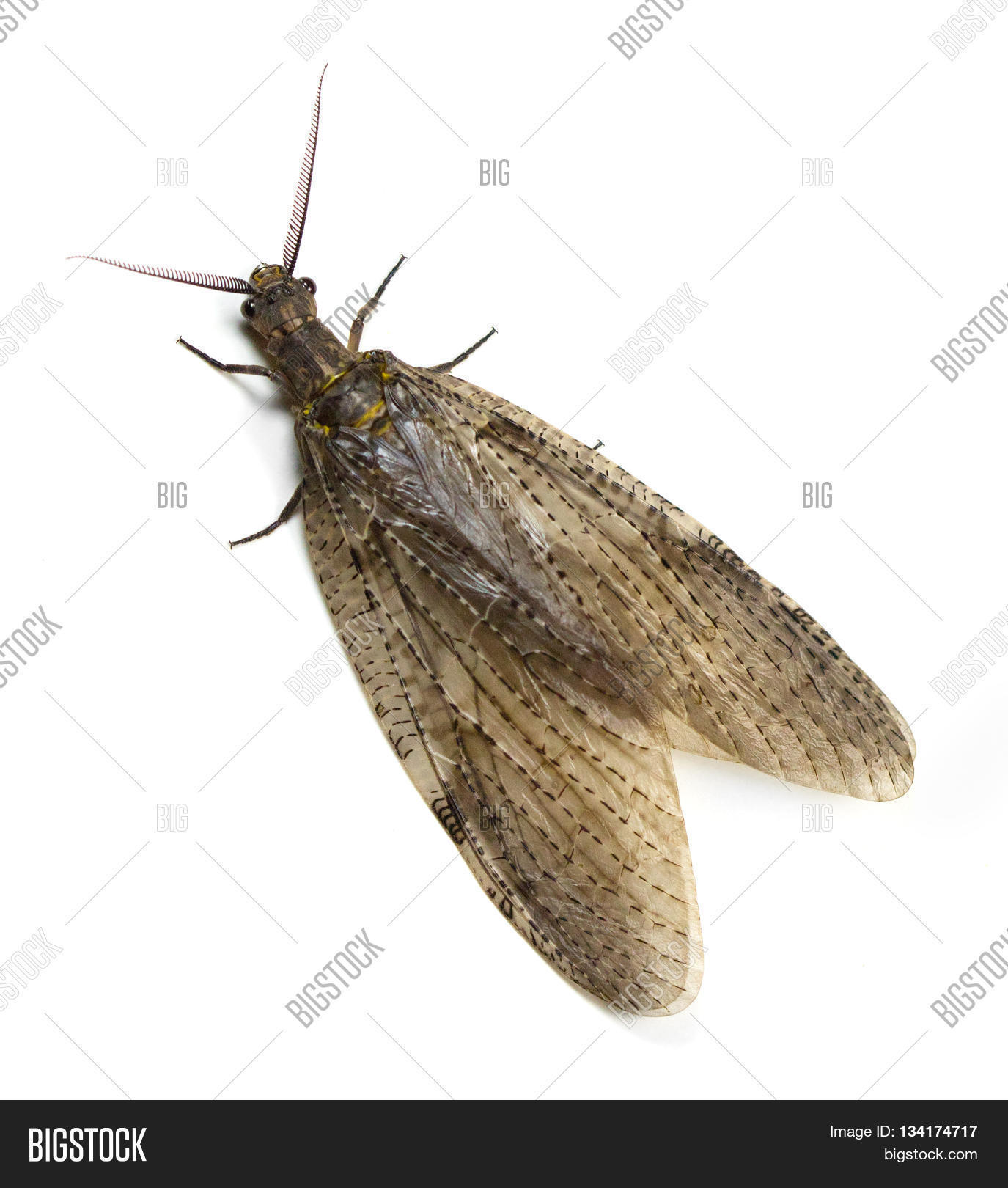 Summer Fishfly ( Image & Photo (Free Trial) Bigstock