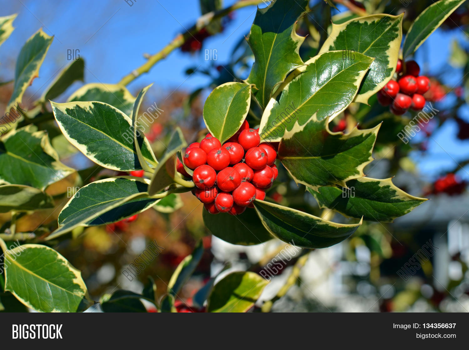 Closeup View Christmas Image & Photo (Free Trial) Bigstock