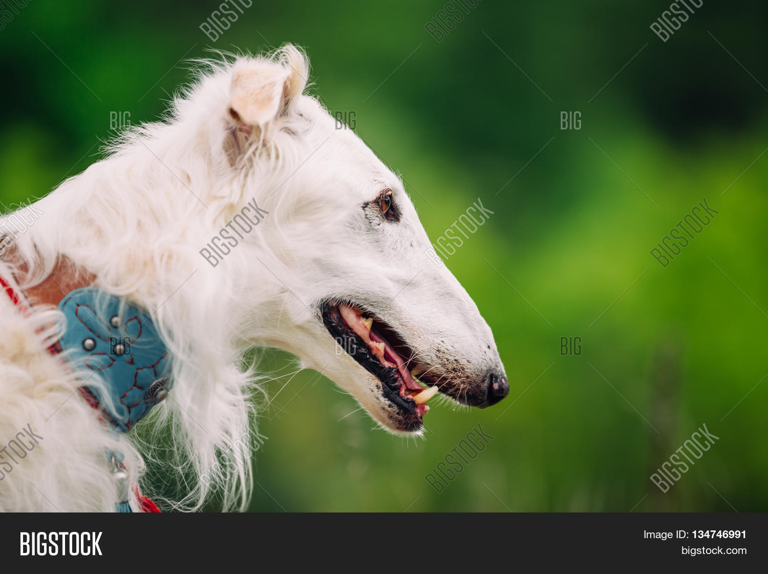 borzoi agility