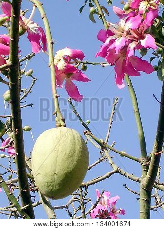Flowers and fruit on a Chorisia speciosa in Or Yehuda Israel