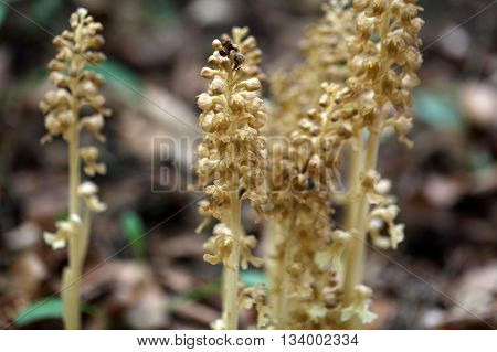 Macro photo of birds-nest orchid (Neottia nidus-avis) flowers a colorless parasitic and non-photosynthetic wild orchid.