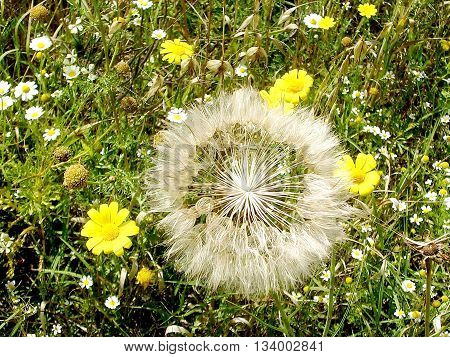 Half Dandelion and wild flowers near Or Yehuda Israel