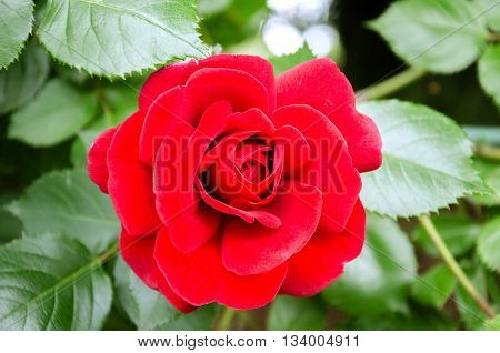 winding garden rose with red velvet flower and green leaves