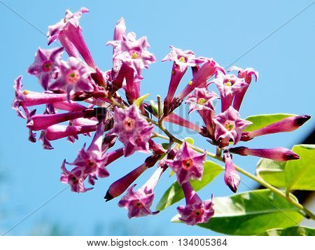 Purple Iochroma branch in Or Yehuda Israel