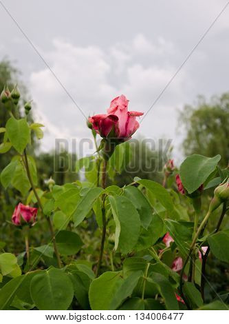 beautiful rose bud on a background cloudy sky in a summer garden