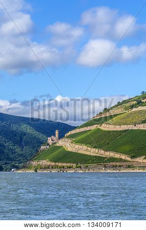Ehrenfels Castle In The Vineyards Of The Rhine Valley