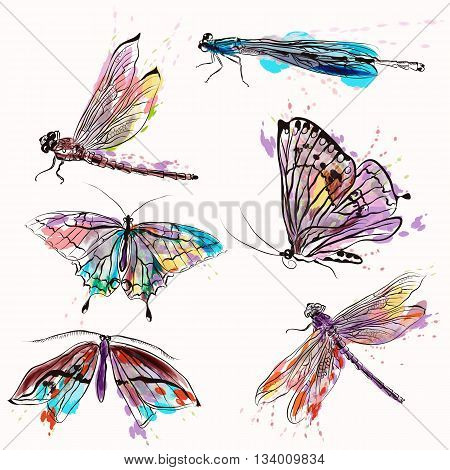 A collection of vector insects for design