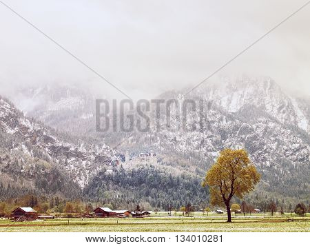 Tree In Snowy Meadows, April Weather. Cold And Damp