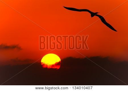 Bird isolated silhouette is single bird flying silhouetted with a beautiful glowing sun lighting a jouney of freedom.