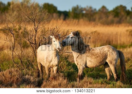 Two young horses photographed free in the Camargue pastures at dawn