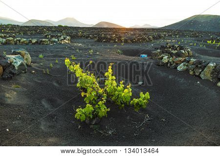 Beautiful Grape Plants Grow On Volcanic Soil In La Geria