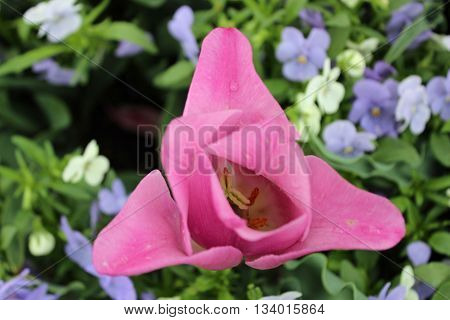 A beautiful soft purplish pink flower full of life