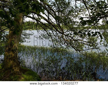 Sunny day on a calm pond lake in summer beautiful nature background image