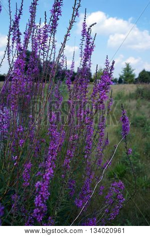 Purple loosestrife flowers (Lythrum salicaria), also called  spiked loosestrife and purple lythrum, bloom in Shorewood, Illinois during August.