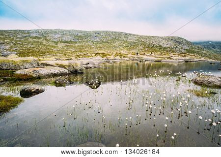 Norwegian landscape with mountains lake and cotton grass, cotton-grass or cottonsedge Eriophorum on foreground. Nature of Norway. Travel and hiking concept.
