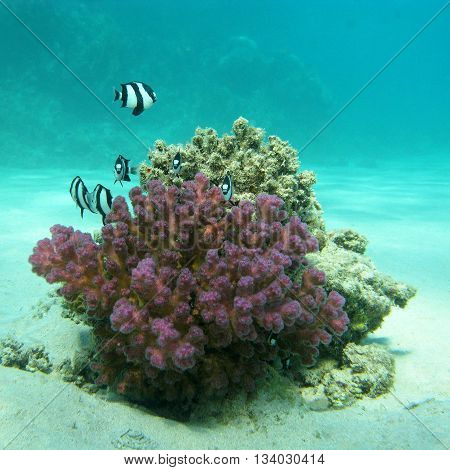 coral reef with exotic fishes dascyllus at the bottom of tropical sea underwater