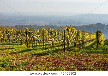 Autumn Landscape of vineyard with red grapes