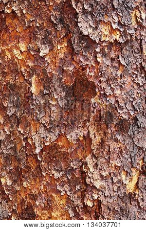 Corymbia terminalis also known as the desert bloodwood is a tree native to Australia