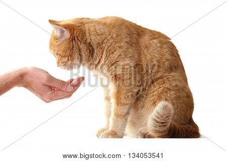 Cat looking on habd - isolated on white