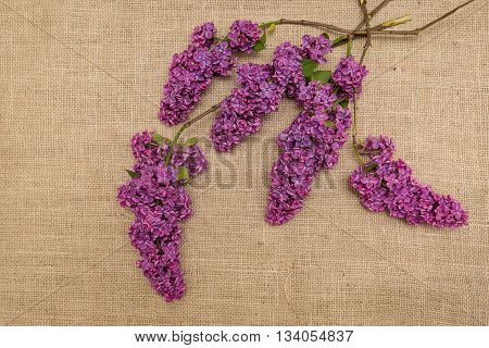 Lilac flowers on a sackcloth. Syringa. Background