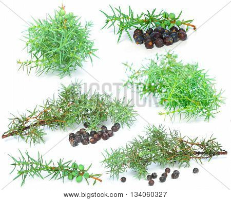 Juniper berry with green branch isolated on white background - set