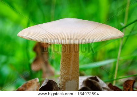 beautiful mushroom in forest close up in the grass