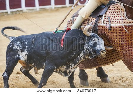 Ubeda Spain - October 3 2010: Picador bullfighter lancer whose job it is to weaken bull's neck muscles in the bullring fo Ubeda Jaen province Spain